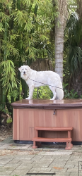 Reunited Male Dog last seen Gaines and Salerno, Stuart, FL 34997
