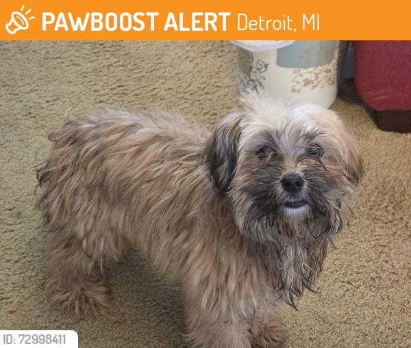 Found/Stray Unknown Dog last seen Marygrove campus , Detroit, MI 48221