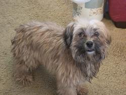 Found/Stray Unknown Dog last seen Marygrove campus , Detroit, MI 48221