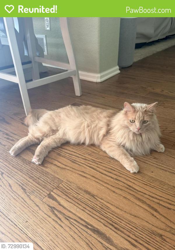 Reunited Male Cat last seen Near backyard of homes , Aurora, CO 80013