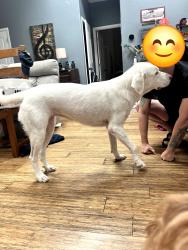 Reunited Female Dog last seen Snooze AM eatery, San Antonio, TX 78213