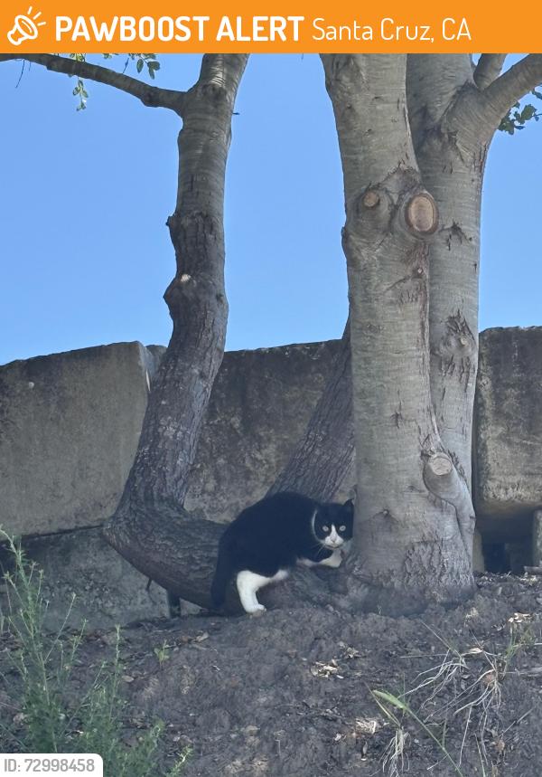 Found/Stray Unknown Cat last seen Brommer and Arana Gulch, Santa Cruz, CA 95062