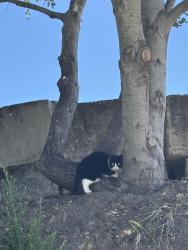 Found/Stray Unknown Cat last seen Brommer and Arana Gulch, Santa Cruz, CA 95062