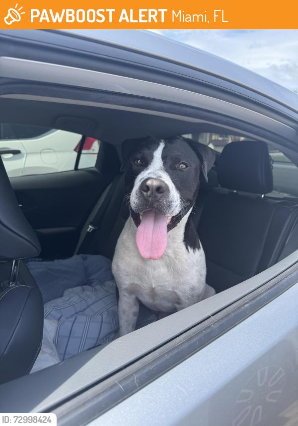 Found/Stray Male Dog last seen Near Braddock, Miami, FL 33185