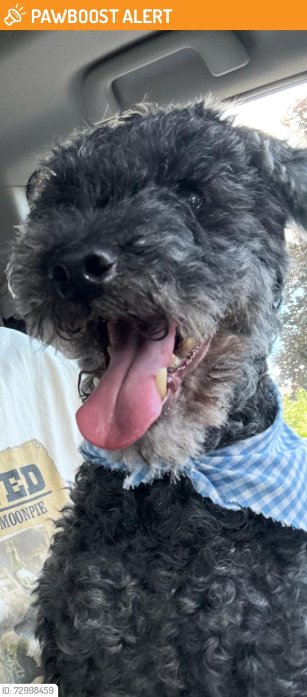 Found/Stray Unknown Dog last seen Peck lake rd and Ivan rd, Boston Township, MI 48881