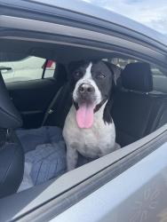 Found/Stray Male Dog last seen Near Braddock, Miami, FL 33185