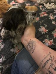 Found/Stray Female Dog last seen By MacArthur Elementary, Las Cruces, NM 88005