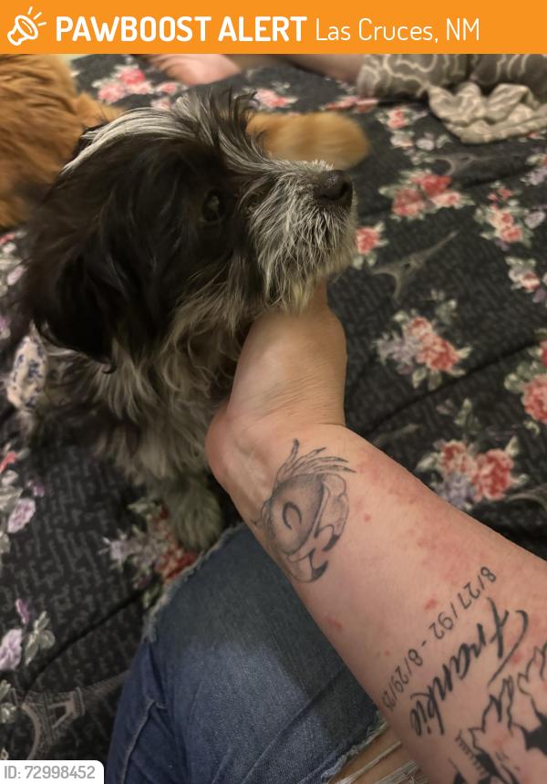 Found/Stray Female Dog last seen By MacArthur Elementary, Las Cruces, NM 88005