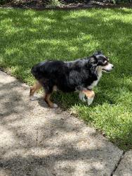 Reunited Male Dog last seen Eagle Hollow, San Antonio, TX 78248