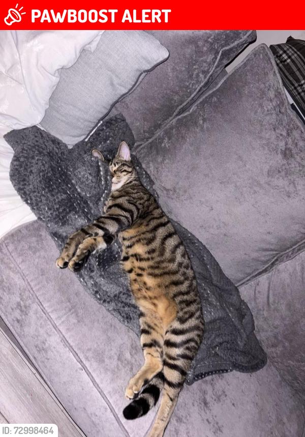 Lost Male Cat last seen Barkley park , Hertfordshire, England EN11 8RU