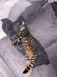 Lost Male Cat last seen Barkley park , Hertfordshire, England EN11 8RU