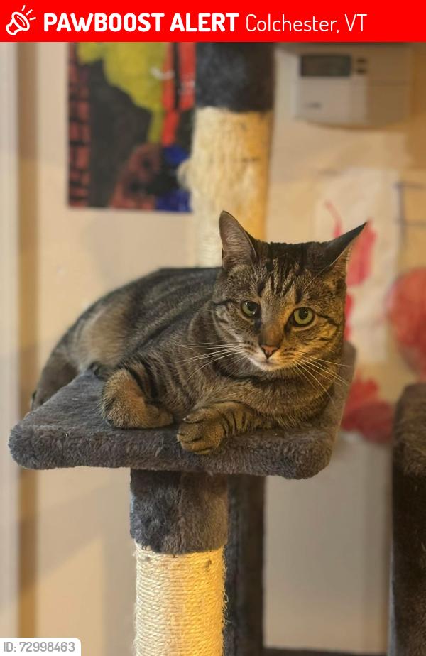 Lost Female Cat last seen Fort Ethan Allen, Colchester, VT 05446