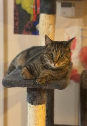 Lost Female Cat last seen Fort Ethan Allen, Colchester, VT 05446
