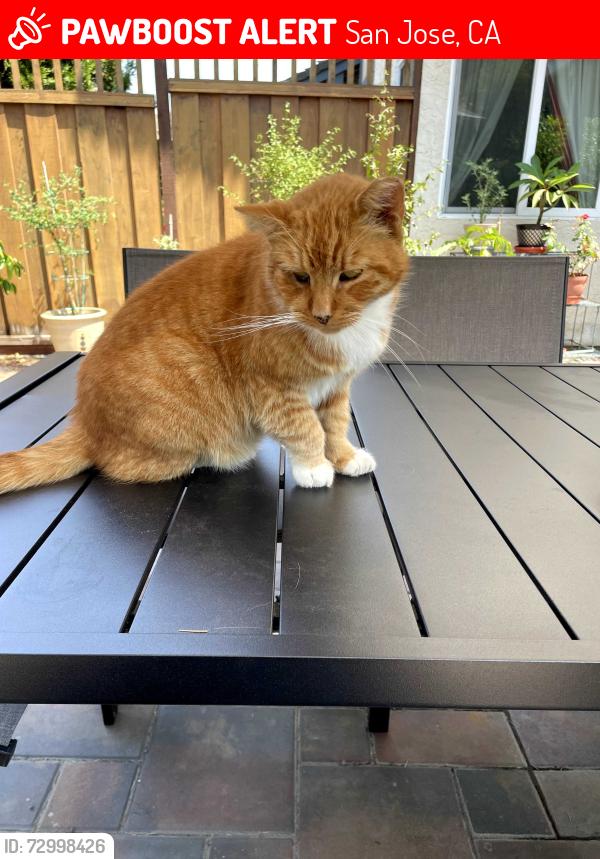 Lost Male Cat last seen Nicole Court and Coyote Road, San Jose, CA 95111