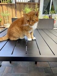 Lost Male Cat last seen Nicole Court and Coyote Road, San Jose, CA 95111