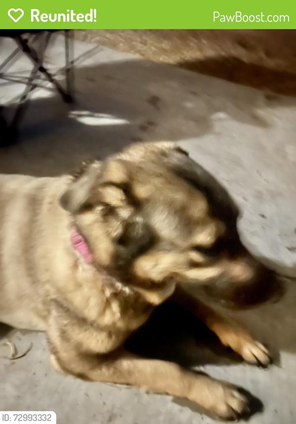 Reunited Female Dog last seen Arby and Fort Apache , Las Vegas, NV 89148