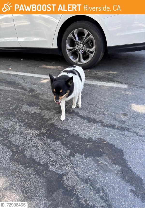 Found/Stray Female Dog last seen Near the tennis courts, Riverside, CA 92501