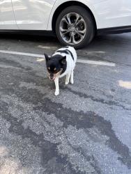 Found/Stray Female Dog last seen Near the tennis courts, Riverside, CA 92501