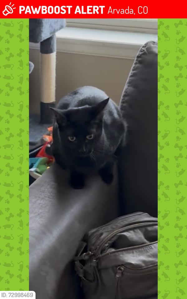 Lost Male Cat last seen Near W 83rd place, Arvada, CO 80007