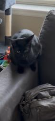 Lost Male Cat last seen Near W 83rd place, Arvada, CO 80007