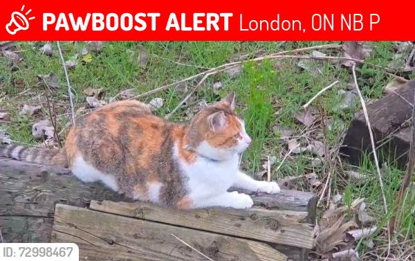 Lost Female Cat last seen Waterloo St, near Victoria Park, London, ON N6B 2P9