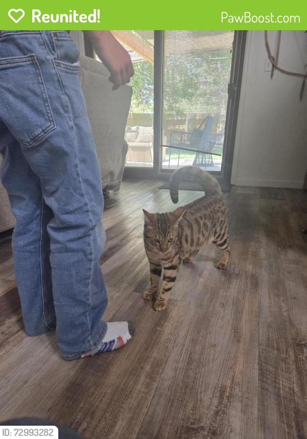 Reunited Male Cat last seen Main and E 14th avenue, Broomfield, CO 80020