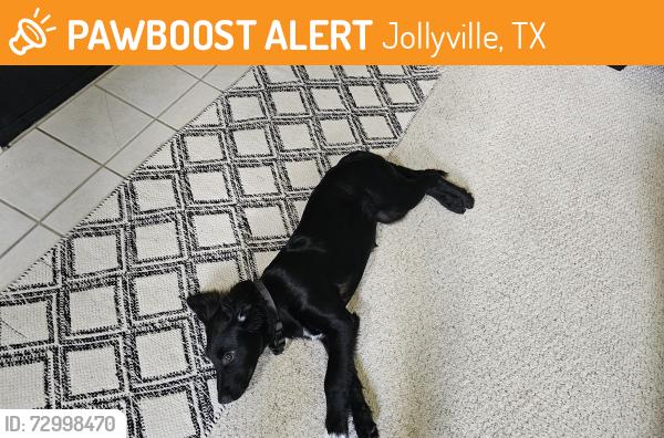 Found/Stray Female Dog last seen Pond springs, Jollyville, TX 78729