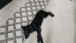 Found/Stray Female Dog last seen Pond springs, Jollyville, TX 78729