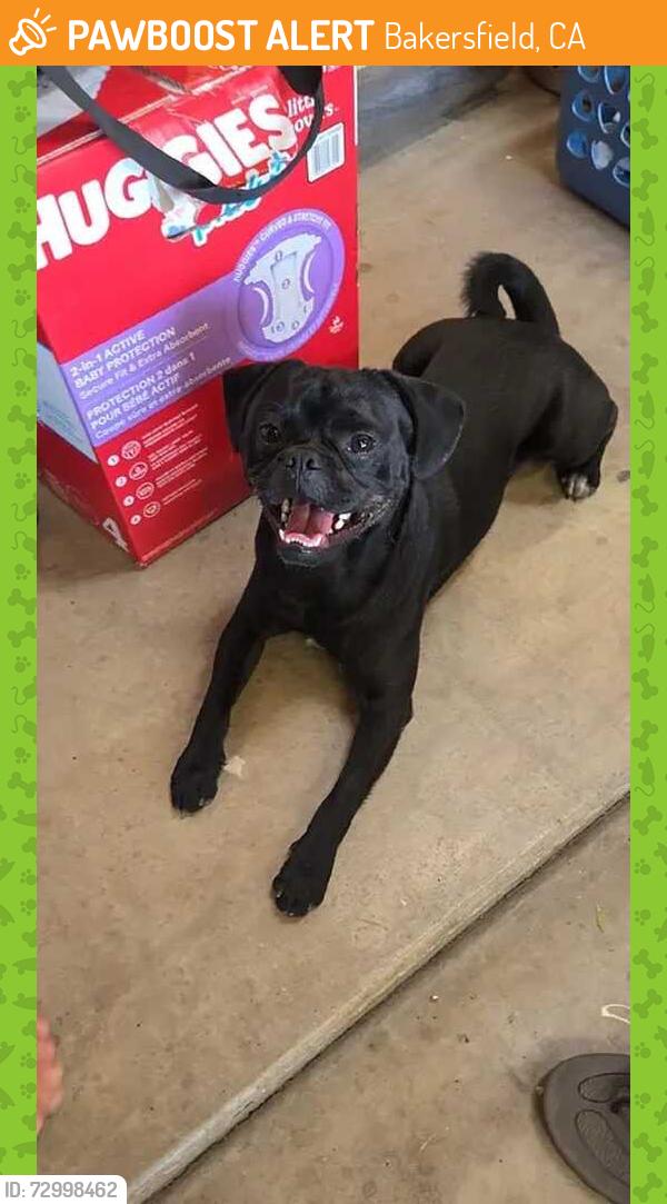 Found/Stray Male Dog last seen FAIRFAX & PANORAMA, Bakersfield, CA 93301