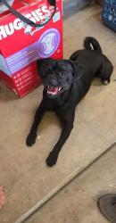 Found/Stray Male Dog last seen FAIRFAX & PANORAMA, Bakersfield, CA 93301