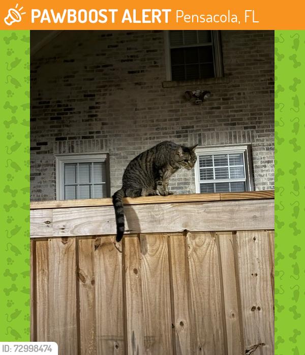 Found/Stray Unknown Cat last seen Lakeview & 12th, Pensacola, FL 32503