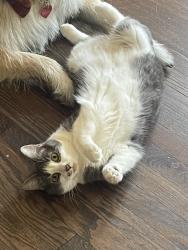 Lost Female Cat last seen apmts at corner of Alter + Es , Detroit, MI 48215