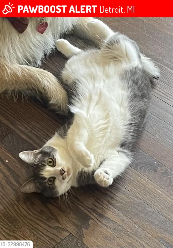 Lost Female Cat last seen apmts at corner of Alter + Es , Detroit, MI 48215