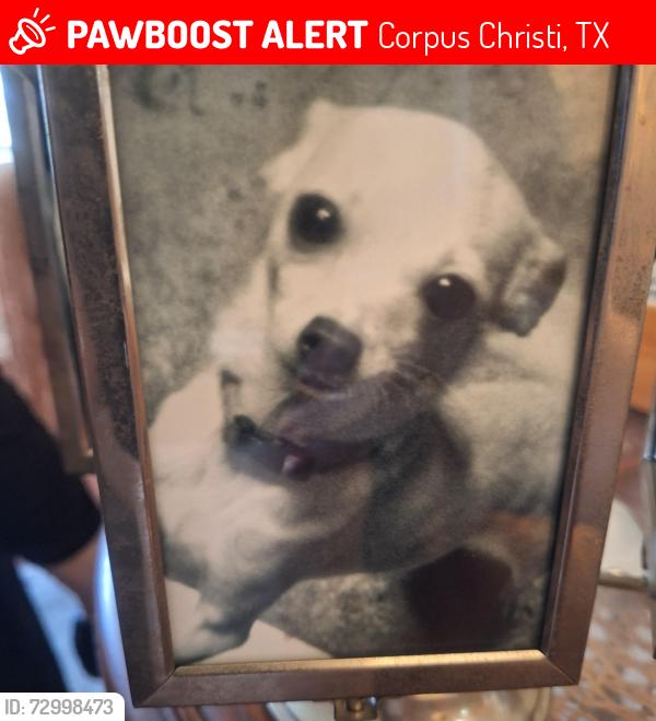 Lost Male Dog last seen Gollihar and staples near former Calk Elementary, Corpus Christi, TX 78411
