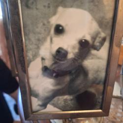 Lost Male Dog last seen Gollihar and staples near former Calk Elementary, Corpus Christi, TX 78411