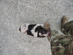Found/Stray Unknown Dog last seen La patite daycare, San Antonio, TX 78244