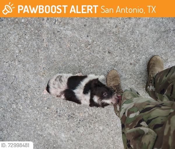 Found/Stray Unknown Dog last seen La patite daycare, San Antonio, TX 78244