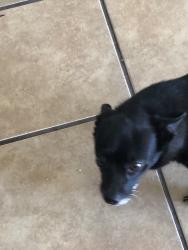 Reunited Male Dog last seen Near W Alta Vista Rd, Laveen Village, AZ 85339, USA, Phoenix, AZ 85339