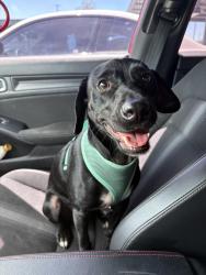 Found/Stray Male Dog last seen Clinton keith road, across from Vista HS, in front of Costco off the 215 freeway, Murrieta, CA 92563