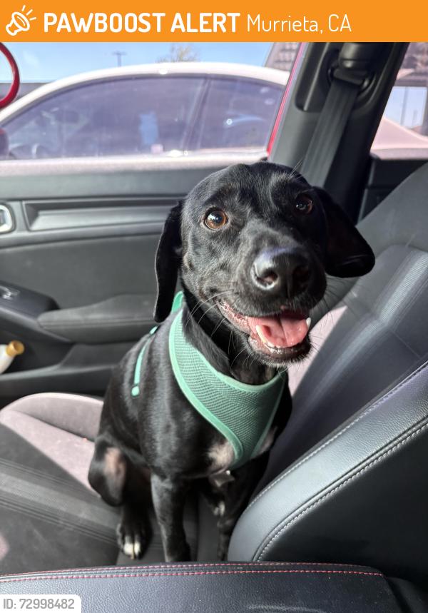 Found/Stray Male Dog last seen Clinton keith road, across from Vista HS, in front of Costco off the 215 freeway, Murrieta, CA 92563
