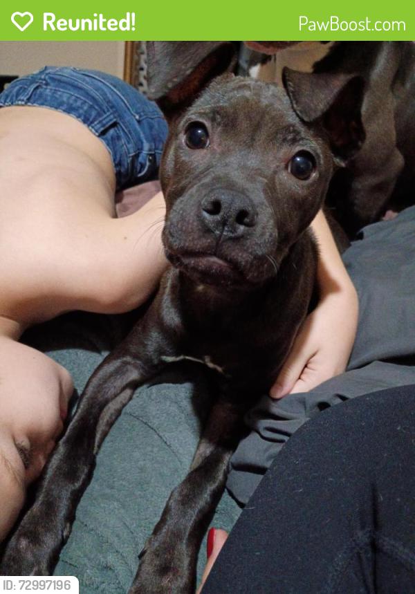 Reunited Unknown Dog last seen Ellsworth and Broadway , Maricopa County, AZ 85208
