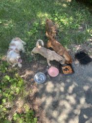 Found/Stray Unknown Dog last seen Behind hse next to 531 E Farriss Avenue, High Point, NC 27262