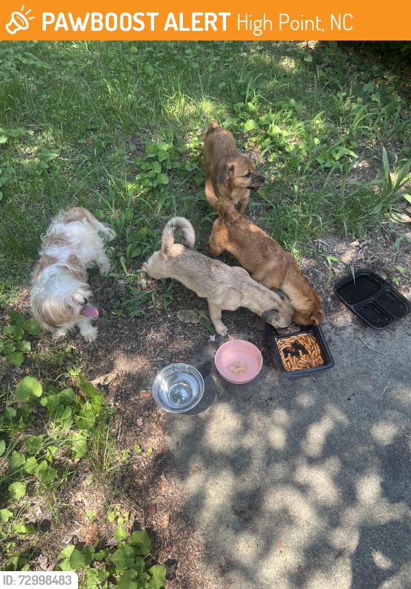 Found/Stray Unknown Dog last seen Behind hse next to 531 E Farriss Avenue, High Point, NC 27262