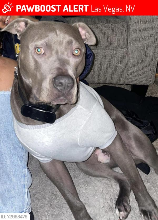 Lost Male Dog last seen Boulder station and Lamb , Las Vegas, NV 89104