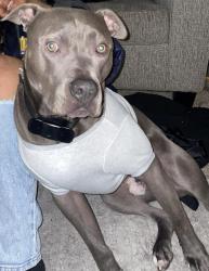 Lost Male Dog last seen Boulder station and Lamb , Las Vegas, NV 89104