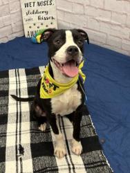Shelter Stray Male Dog last seen Near BLOCK WALTHAM ST, DETROIT, MI 48205, 7401 Chrysler Dr, Detroit, MI 48211, USA