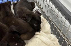 Shelter Stray Unknown Dog last seen CHARLOTTE, 8315 Byrum Dr, Charlotte, NC 28217, USA