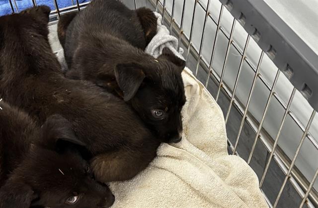 Shelter Stray Unknown Dog last seen CHARLOTTE, 8315 Byrum Dr, Charlotte, NC 28217, USA