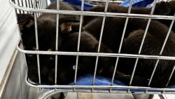 Shelter Stray Unknown Dog last seen CHARLOTTE, 8315 Byrum Dr, Charlotte, NC 28217, USA