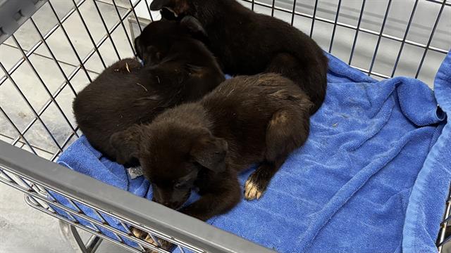 Shelter Stray Unknown Dog last seen CHARLOTTE, 8315 Byrum Dr, Charlotte, NC 28217, USA